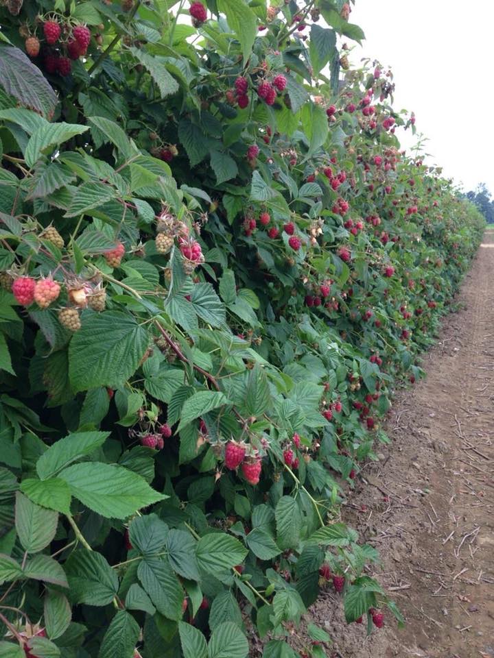 row-of-biringer-raspberries